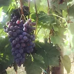 Le Vigne Фермерский дом Монтеварки