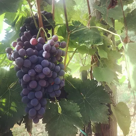 Le Vigne Bauernhof Montevarchi